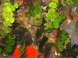 Talli frammisti a Flabellia petiolata